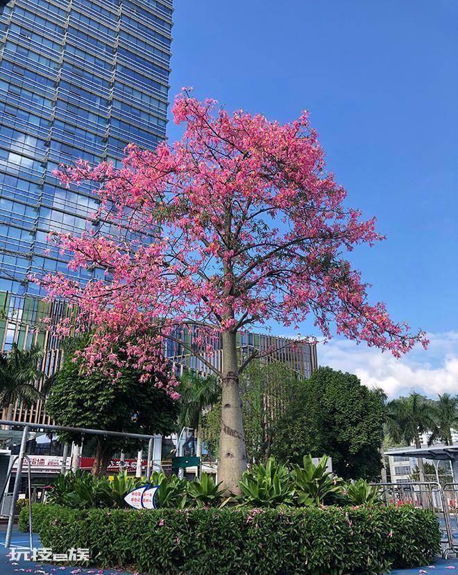 深圳市花叫簕杜鹃这个名字吗(深圳最常见五种绿化花卉苗木)-图片8
